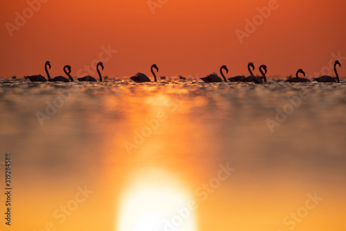 Greater Flamingos wading during sunrise at Asker coast, Bahrain © Dr Ajay Kumar Singh