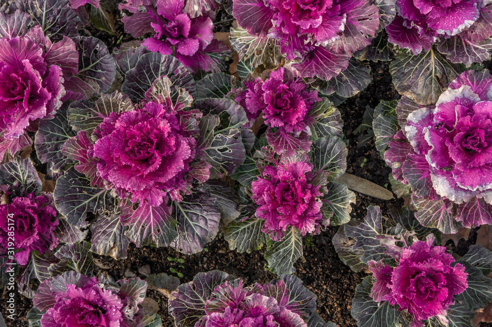 Fototapeta premium Field of purple and pink ornamental flowering kale plants with dark green leaves. Brassica oleracea var. acephala or Nagoya Rose