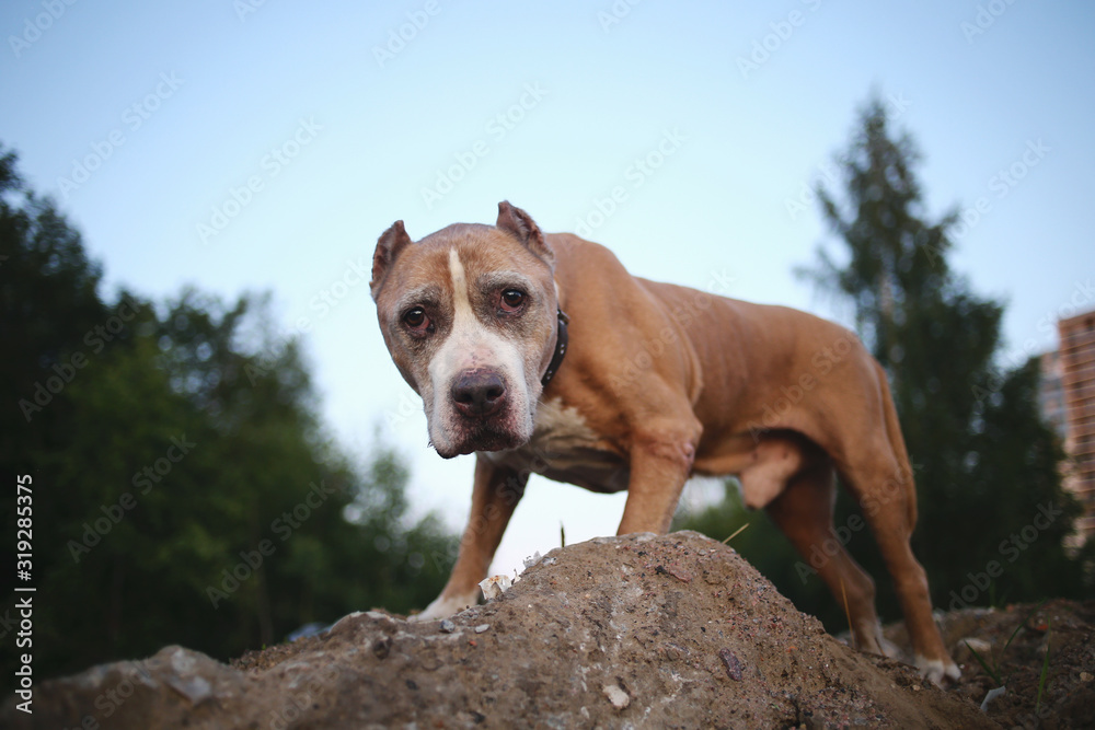 American Staffordshire Terrier standing on ground at nature American Staffordshire Terrier standing on ground at nature