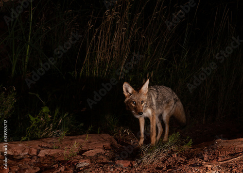 Konstfotografi A small coyote looks towards the camera as it searches for food late at night in Southern Utah