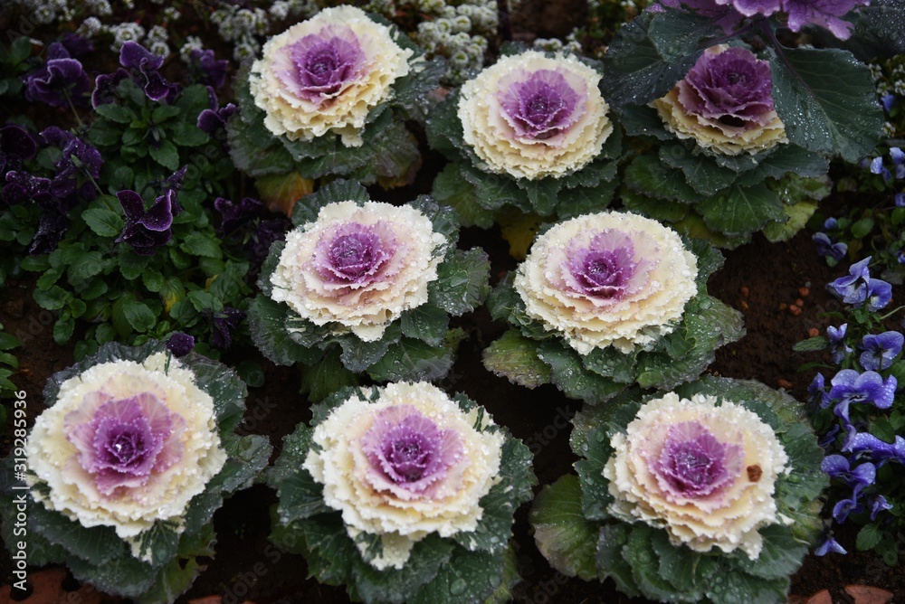 Obraz premium Ornamental cabbage (Flowering kale) is an ornamental plant of the Brassicaceae that changes color when it gets cold.