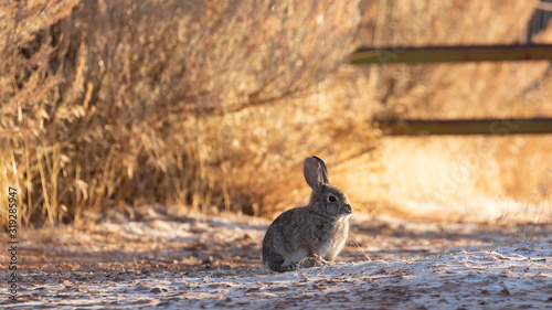 A cottontail rabbit soaks up some warmth from the early morning sun on a frosty winter morning with a dusting of snow on the ground and brown grass and bushes in the background.