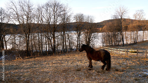 Hest, bogstadgård photo