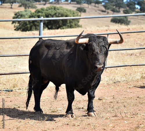 toro español poderoso con grandes cuernos