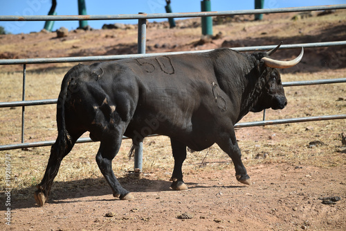 un toro español con grandes cuernos