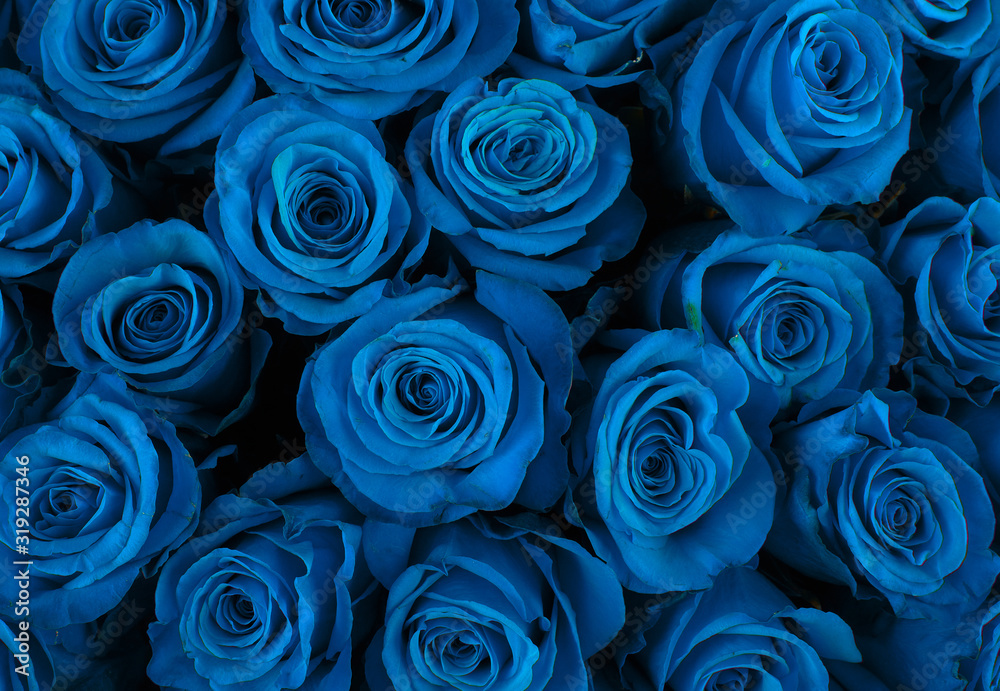 Beautiful blue roses background. Beautiful blue roses background.