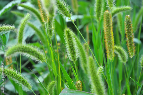 Setaria grows in the field. photo