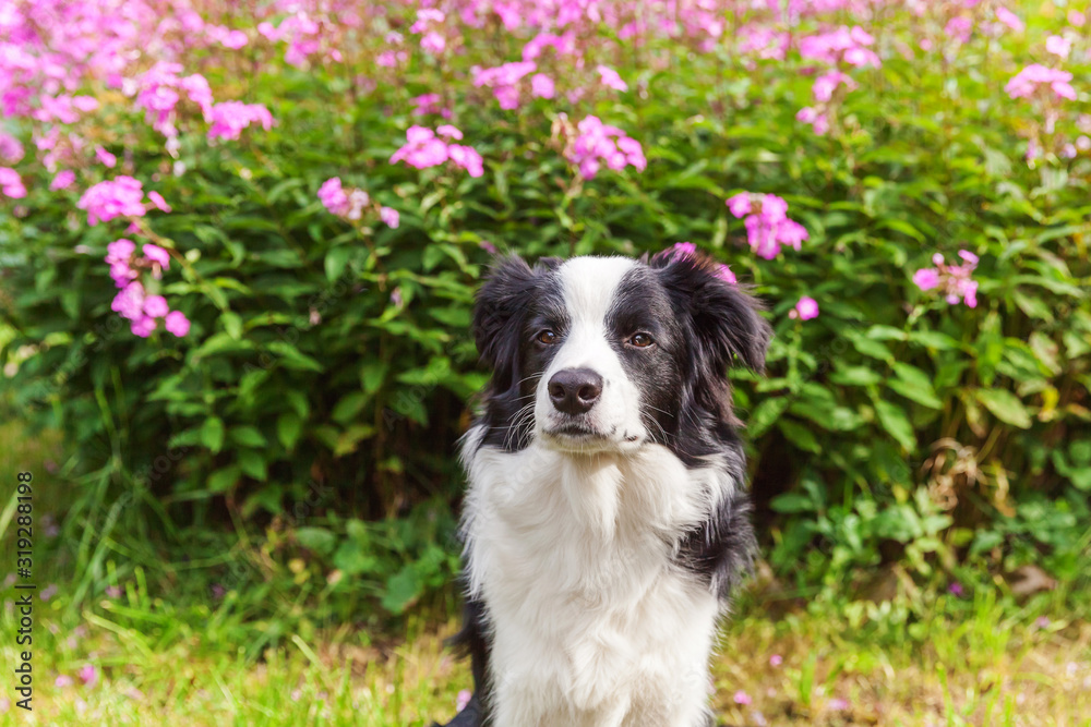 Outdoor portrait of cute smilling puppy border collie sitting on grass flower background. New lovely member of family little dog gazing and waiting for reward. Pet care and funny animals life concept.