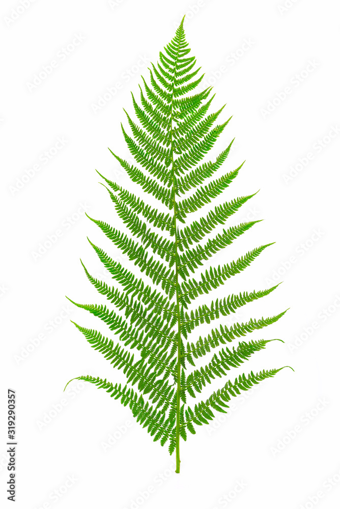 Perfect green fern leaf isolated on a white background in close-up Perfect green fern leaf isolated on a white background in close-up