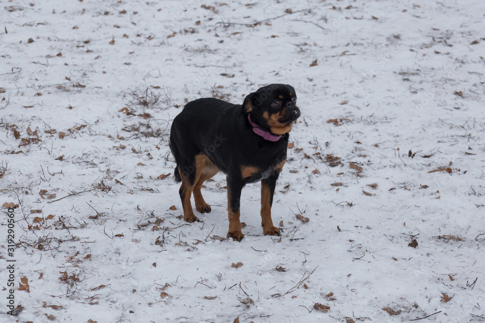 Cute petit brabancon puppy is standing in the winter park. Pet animals.