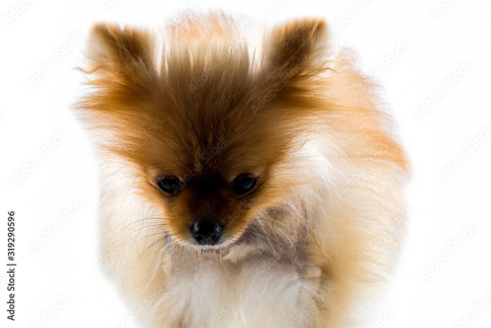 Pomeranian dog stands on white ground, light brown dog Pomeranian dog stands on white ground, light brown dog