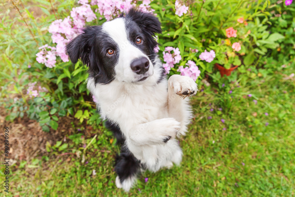 Outdoor portrait of cute smilling puppy border collie sitting on grass flower background. New lovely member of family little dog jumping and waiting for reward. Pet care and funny animals life concept Outdoor portrait of cute smilling puppy border collie sitting on grass flower background. New lovely member of family little dog jumping and waiting for reward. Pet care and funny animals life concept