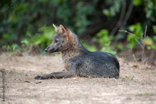 Ein Krabbenfuchs freigestellt in der Seitenansicht liegend photo
