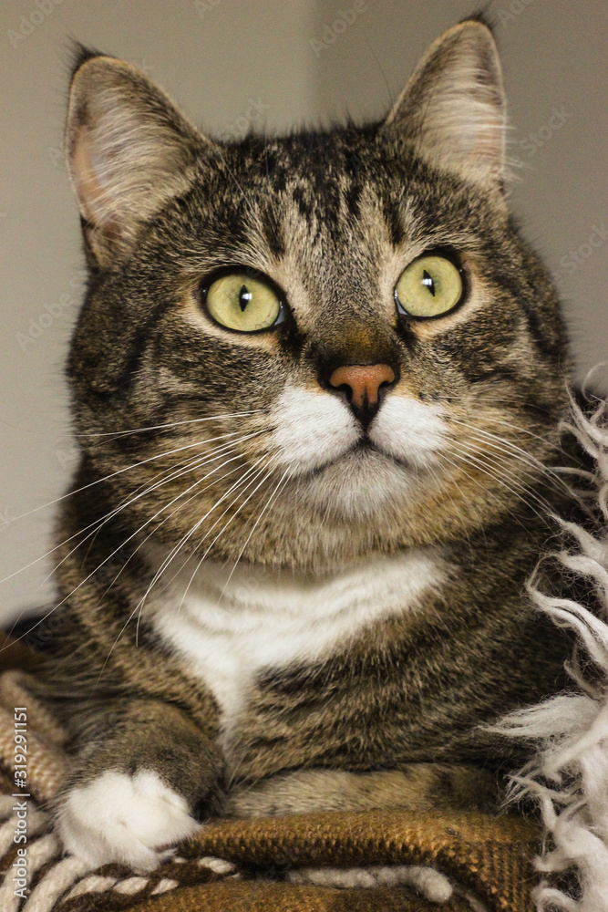Brown tabby cat photography. Can concept. I love my pet. A beautiful background that you can use as wallpaper, cover, postcard, etc. Brown tabby cat photography. Can concept. I love my pet. A beautiful background that you can use as wallpaper, cover, postcard, etc.
