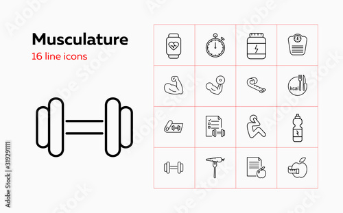 Musculature icons. Set of line icons. Bodybuilding, dieting, sport nutrition. Fitness concept. Vector illustration can be used for topics like healthy lifestyle, sport, losing weight