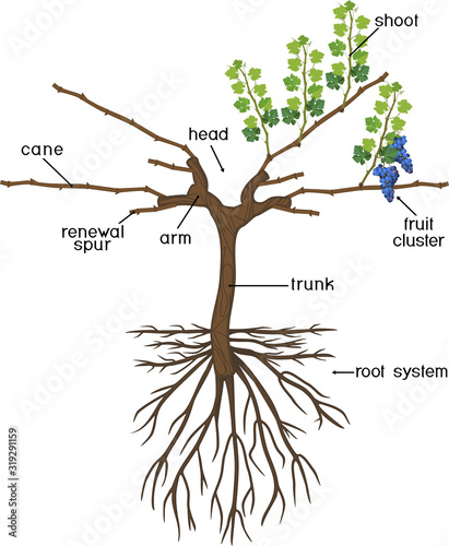 Grape pruning scheme: cane pruned. General view of grape vine plant with root system isolated on white background in dormant and growing season