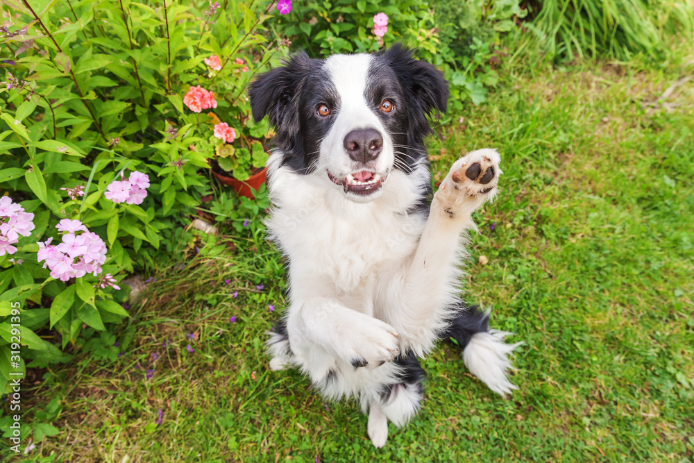 Outdoor portrait of cute smilling puppy border collie sitting on grass flower background. New lovely member of family little dog jumping and waiting for reward. Pet care and funny animals life concept Outdoor portrait of cute smilling puppy border collie sitting on grass flower background. New lovely member of family little dog jumping and waiting for reward. Pet care and funny animals life concept