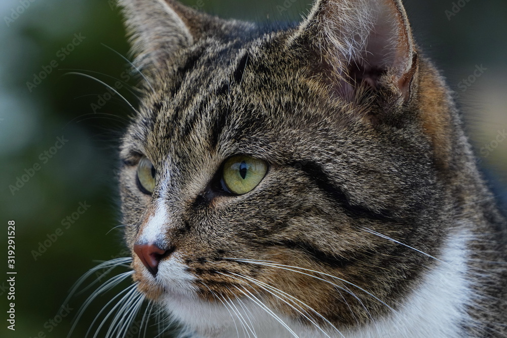 Head of a gray tabby cat with green eyes in profile and a white