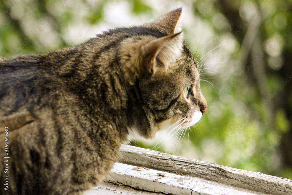Brown tabby cat photography. Can concept. I love my pet. A beautiful background that you can use as wallpaper, cover, postcard, etc. Brown tabby cat photography. Can concept. I love my pet. A beautiful background that you can use as wallpaper, cover, postcard, etc.