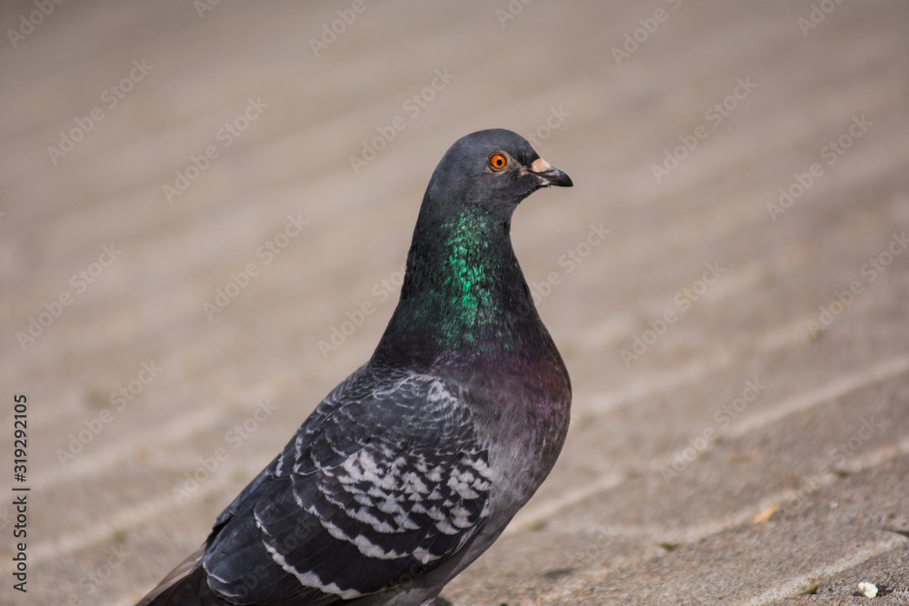 Photo of a pigeon Columba Livia, walking down the sidewalk at the sunny day. Pigeon found popcorn grain and looks around before eat it. Urban birds and animals. Photo of a pigeon Columba Livia, walking down the sidewalk at the sunny day. Pigeon found popcorn grain and looks around before eat it. Urban birds and animals.