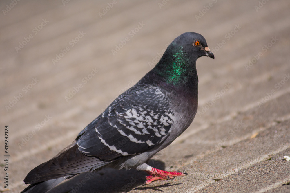 Photo of a pigeon Columba Livia, walking down the sidewalk at the sunny day. Pigeon tries to find something edible. Urban birds and animals. Photo of a pigeon Columba Livia, walking down the sidewalk at the sunny day. Pigeon tries to find something edible. Urban birds and animals.