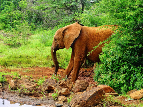 Waisenhaus für Elefantenbabies Baby Elefant in Nairobi Afrika fressen und spielen photo