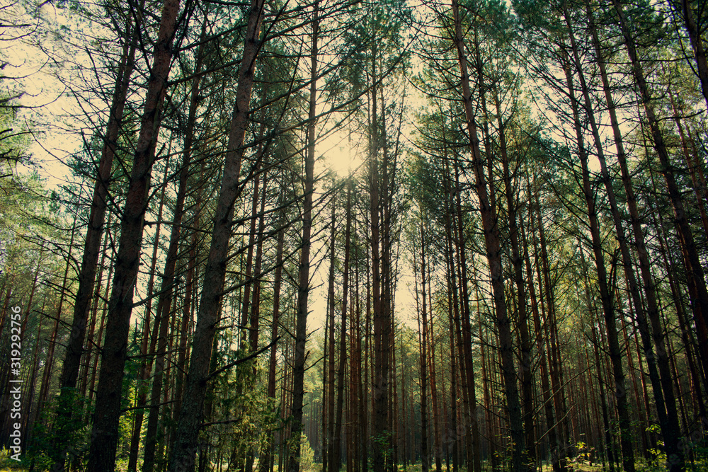 Fototapeta premium Crowns of sequoia trees, blue sky,top from below