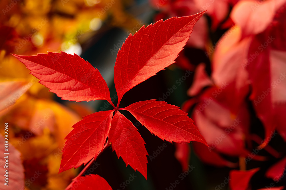 red leaves of girlish grapes on a black background.