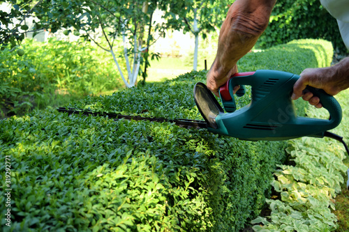 Shrubwood boxwood. Care for ornamental plants.
