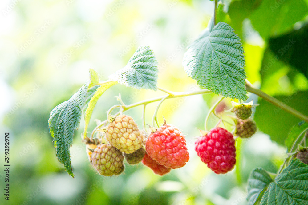Ripe raspberry in the fruit garden. Raspberry bushes with ripe berries Ripe raspberry in the fruit garden. Raspberry bushes with ripe berries