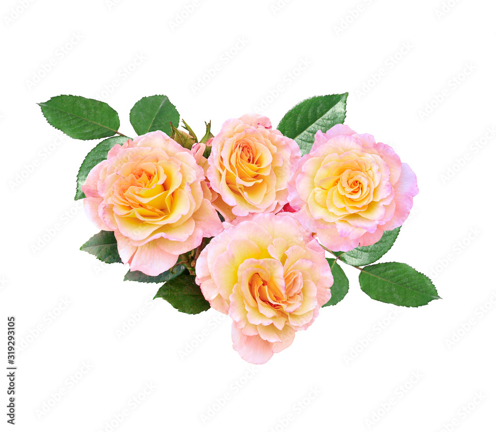 Bunch of pink-yellow rose flowers isolated on white background