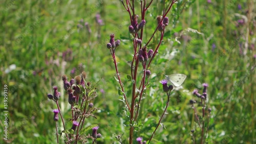 Group of white butterflies (cabbage butterfly) flying in slow motion on a flower field in the wilderness Group of white butterflies (cabbage butterfly) flying in slow motion on a flower field in the wilderness
