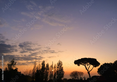 silhouette of different trees in front of a colorful dusk