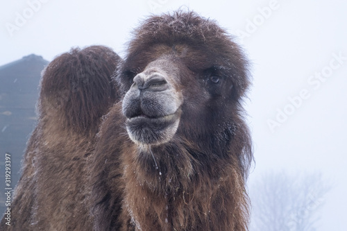 portrait of a camel © Александр Ульман