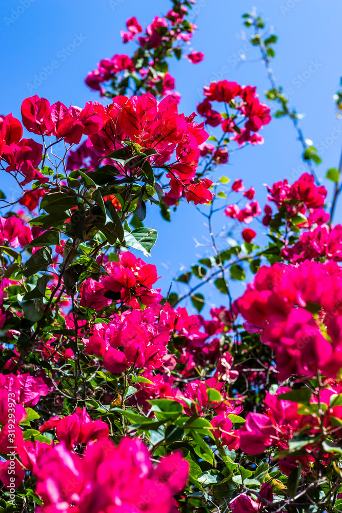Shot of pink bougainvillea flowers and its green leaves in the sunlight with blue sky in the background, vertical image