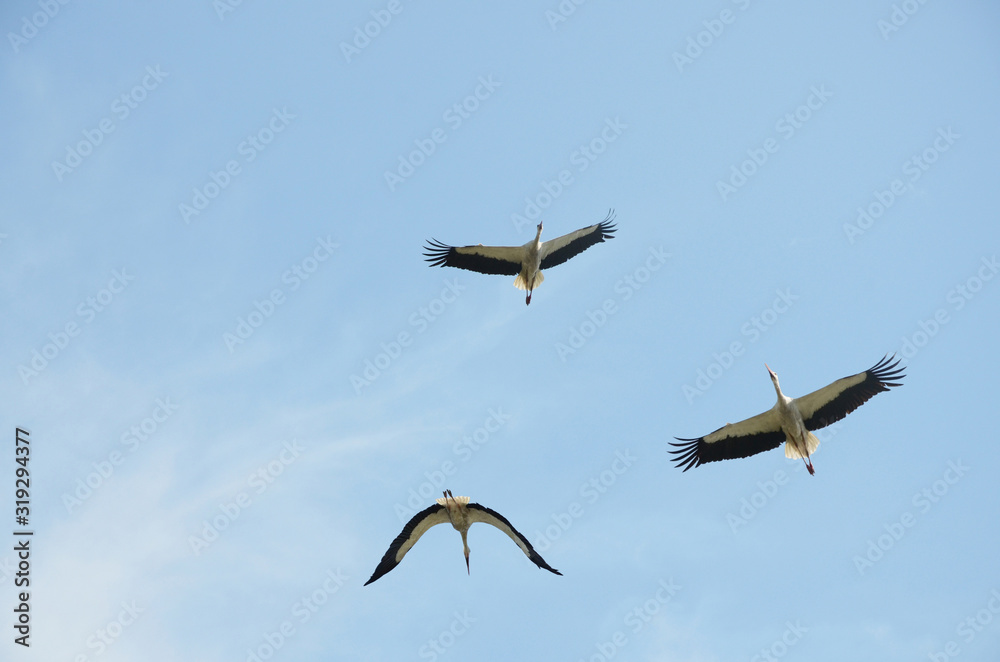 Get high. White storks soaring in sky using warm air currents. Storks are preparing for migration