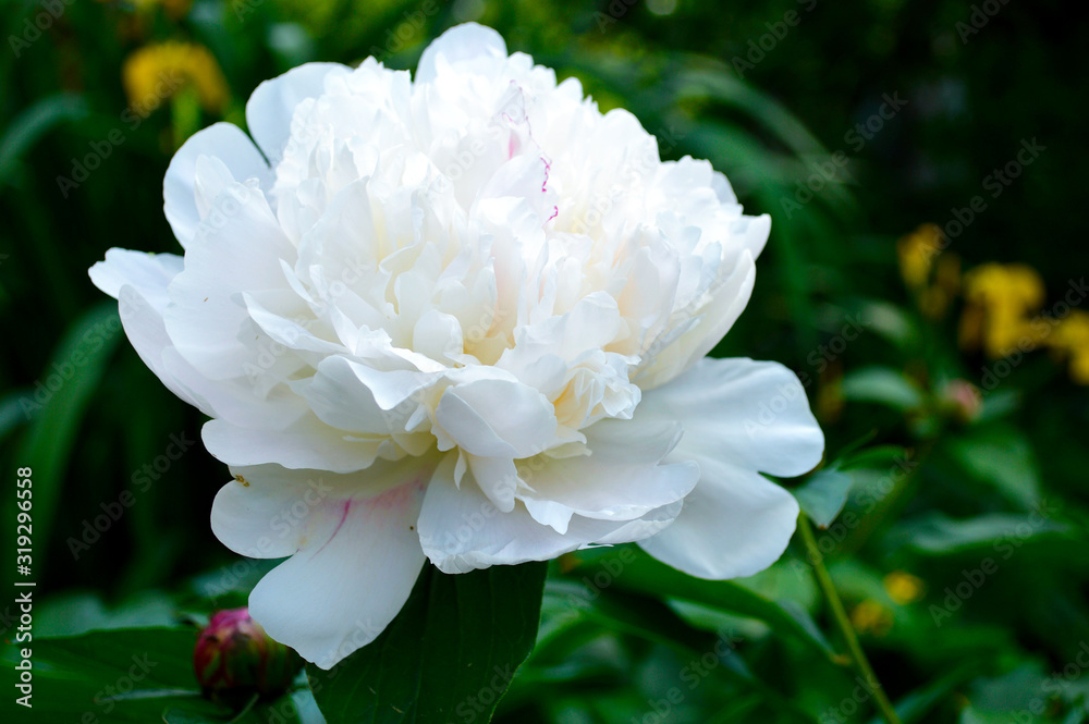 Obraz premium пион