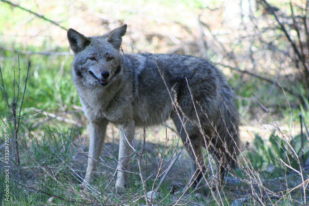 Coyote (CA 00559)