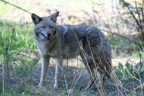 Coyote (CA 00559) © Charles