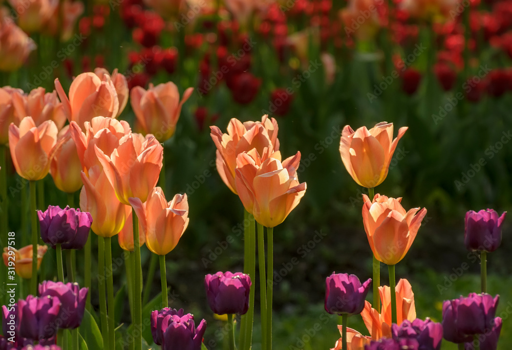 Tulip festival in St. Petersburg on Elagin island. Tulip festival in St. Petersburg on Elagin island.