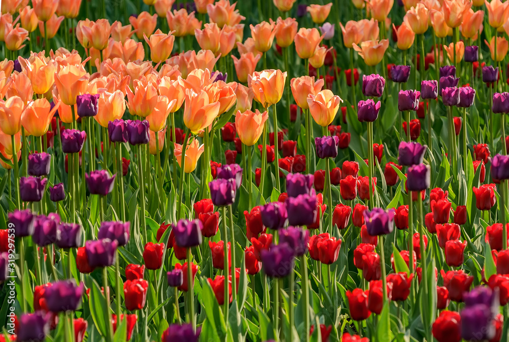 Tulip festival in St. Petersburg on Elagin island. Tulip festival in St. Petersburg on Elagin island.