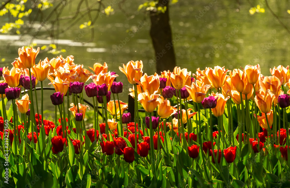 Fototapeta premium Tulip festival in St. Petersburg on Elagin island.