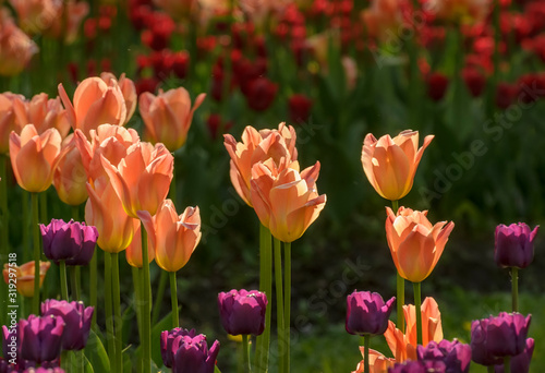 Tulip festival in St. Petersburg on Elagin island.