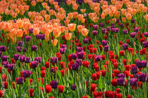 Tulip festival in St. Petersburg on Elagin island.