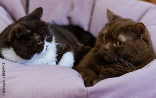 portrait of two british shothair  cats photo