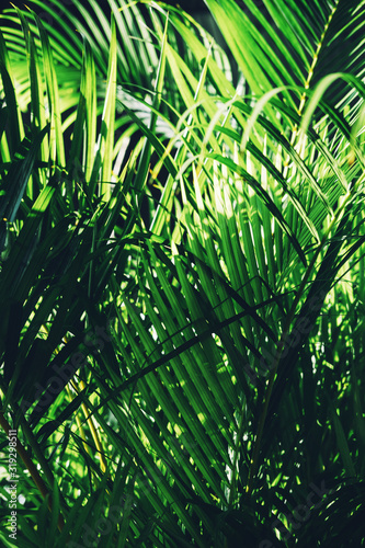 Green leaf background. flat lay