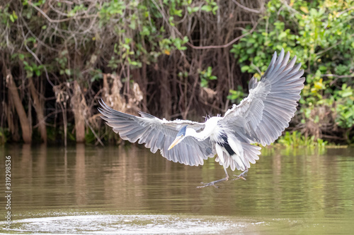 Ein freigestellter Cocoireiher fliegt mit ausgebreiteten Schwingen auf seine Beute im Fluss zu