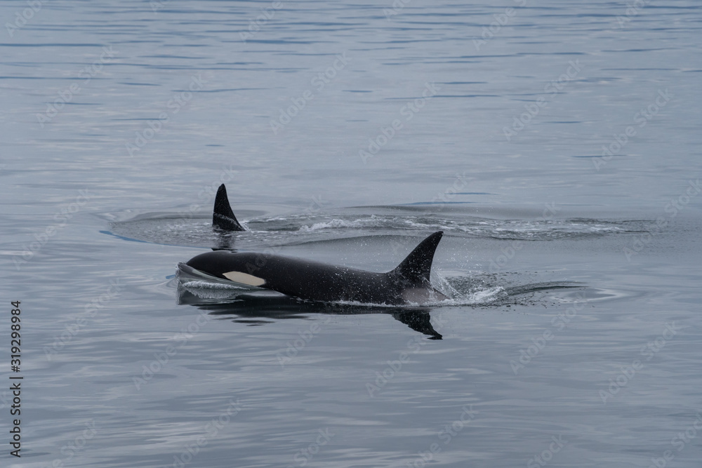 Fototapeta premium Killer Whales in South East Alaska