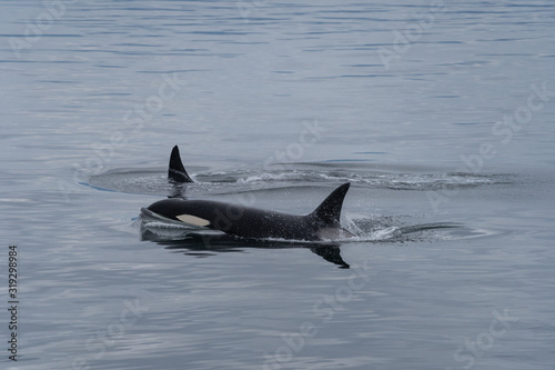 Killer Whales in South East Alaska