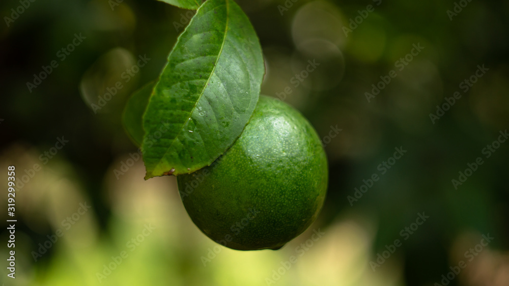 Green lemon on a branch with a leaf. Green lemon on a branch with a leaf.